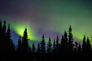 Northern lights on the conifers