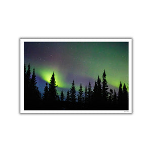 Northern lights on the conifers