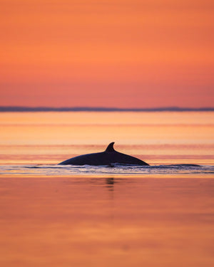 Sunset Minke whale