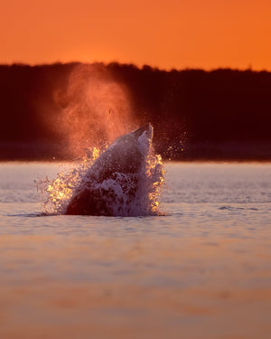 Le saut du petit rorqual