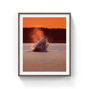 Feeding Minke whale