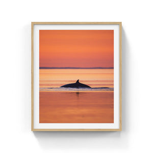 Sunset Minke whale