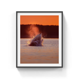 Feeding Minke whale