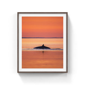 Sunset Minke whale