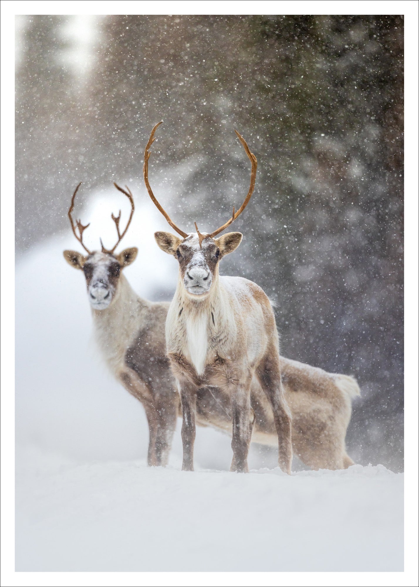 Caribous sous la neige - carte postale
