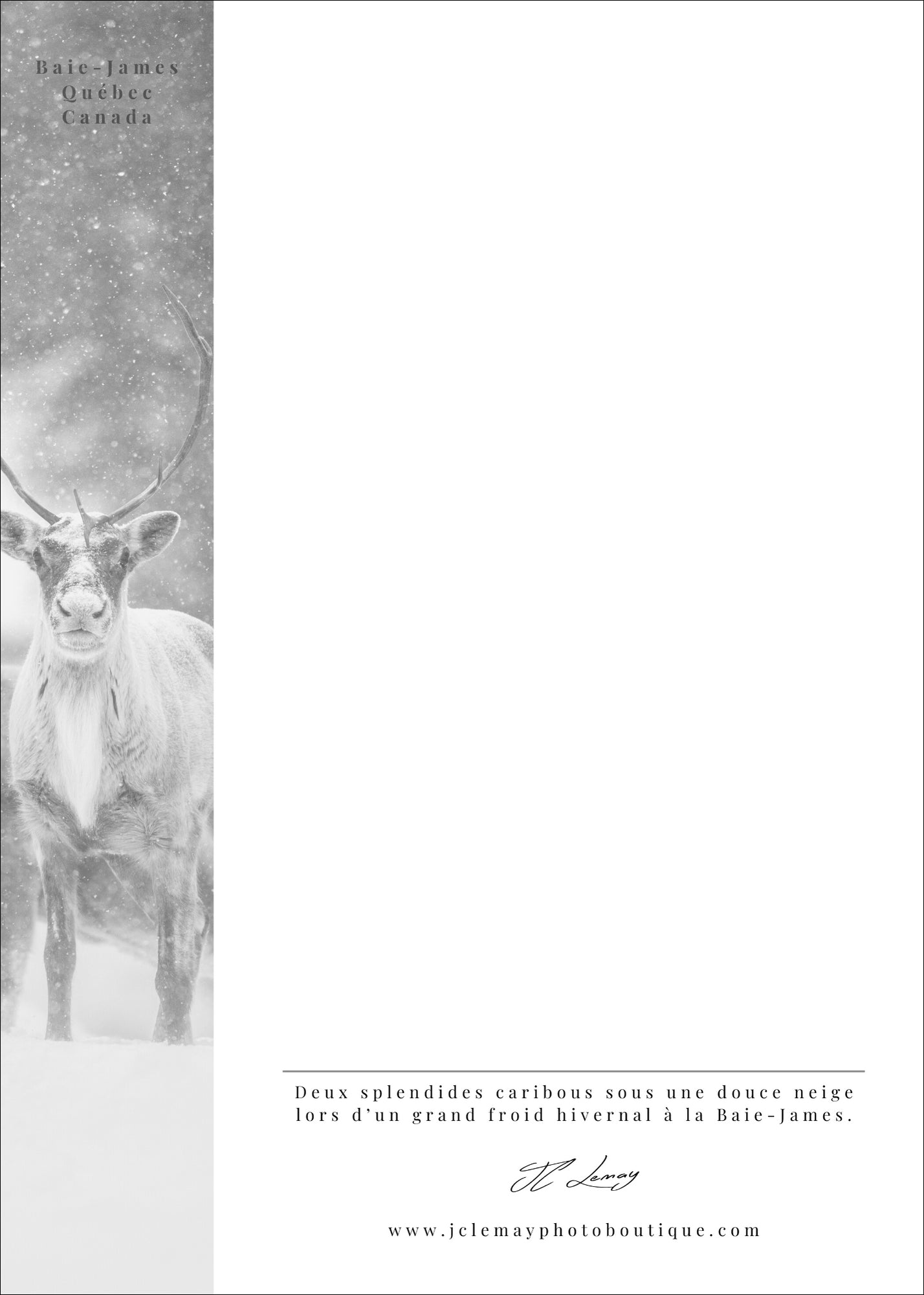 Caribous sous la neige - carte postale