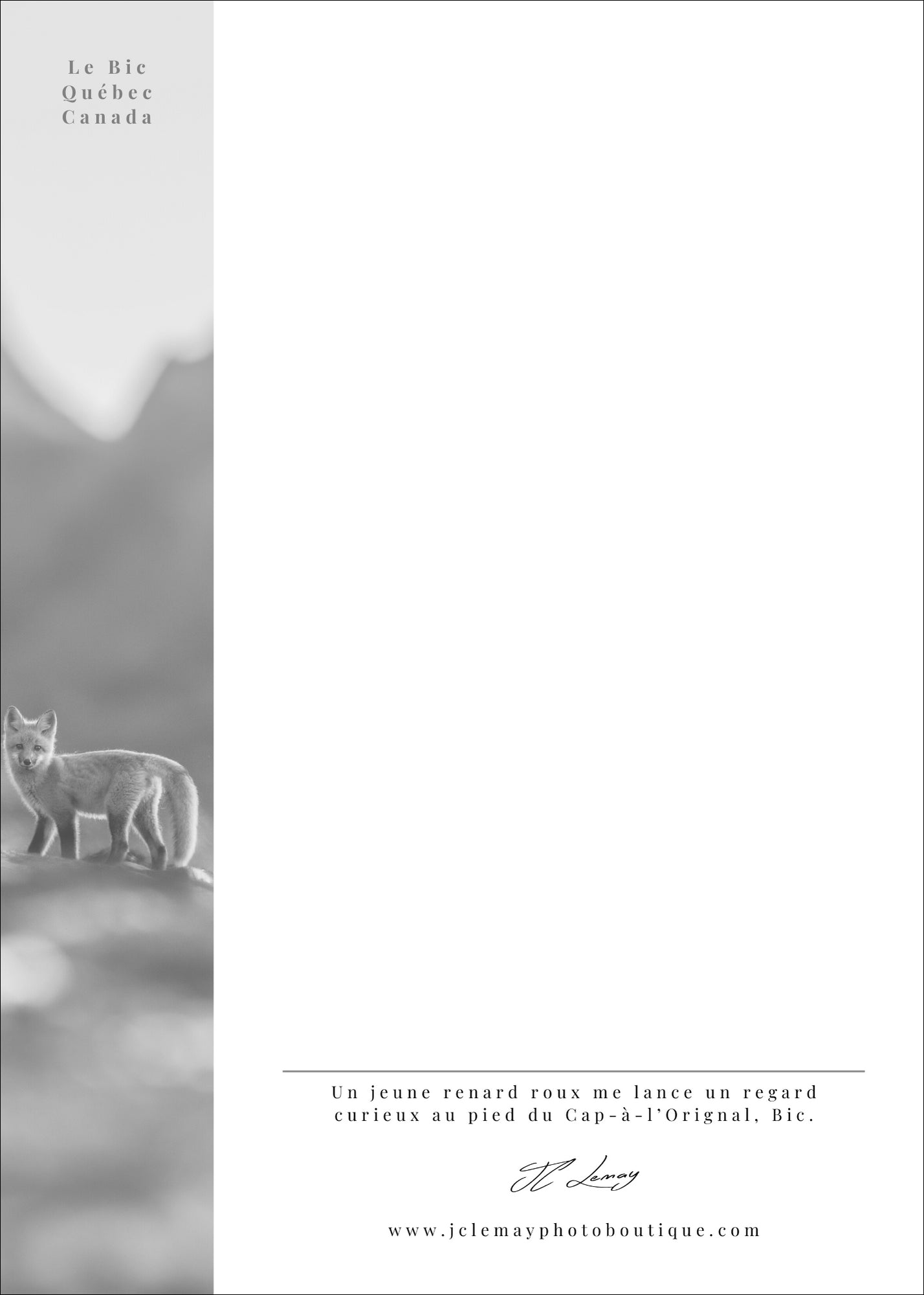 Renardeau au Cap - carte postale