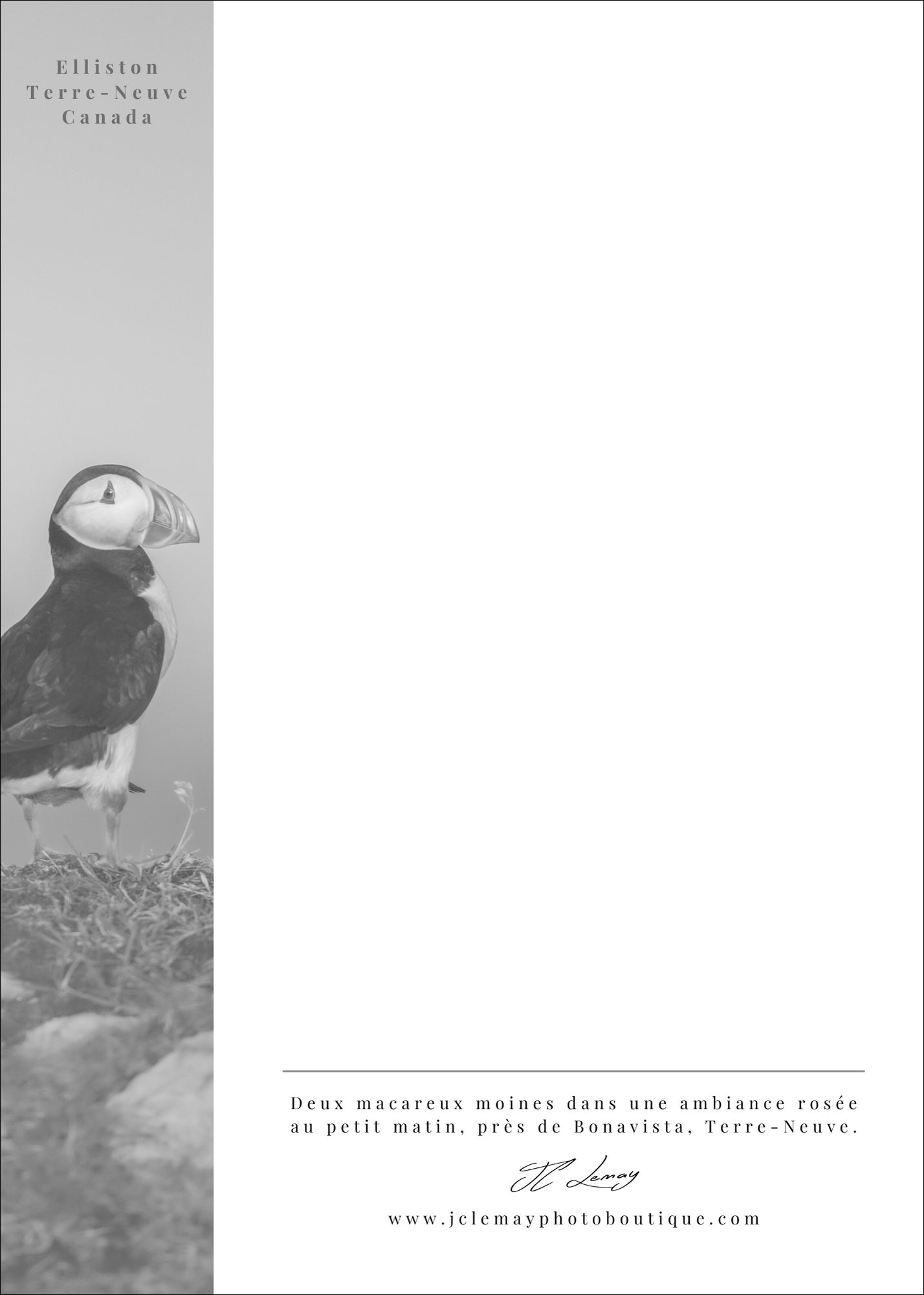 Duo de macareux - carte postale