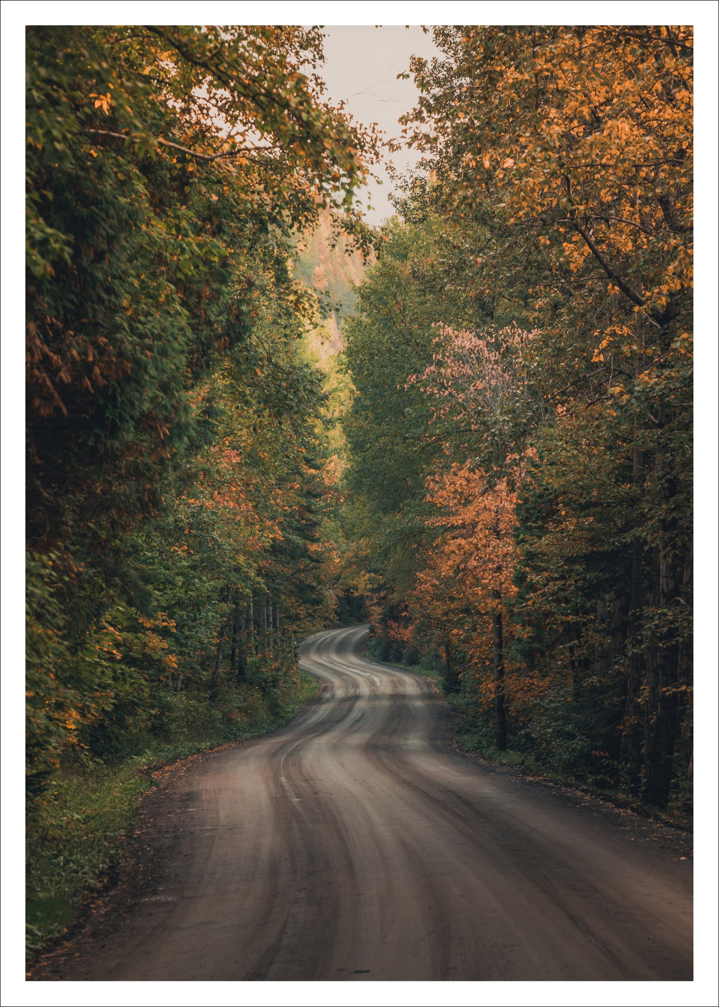 Roadway to Fall -  Postcard