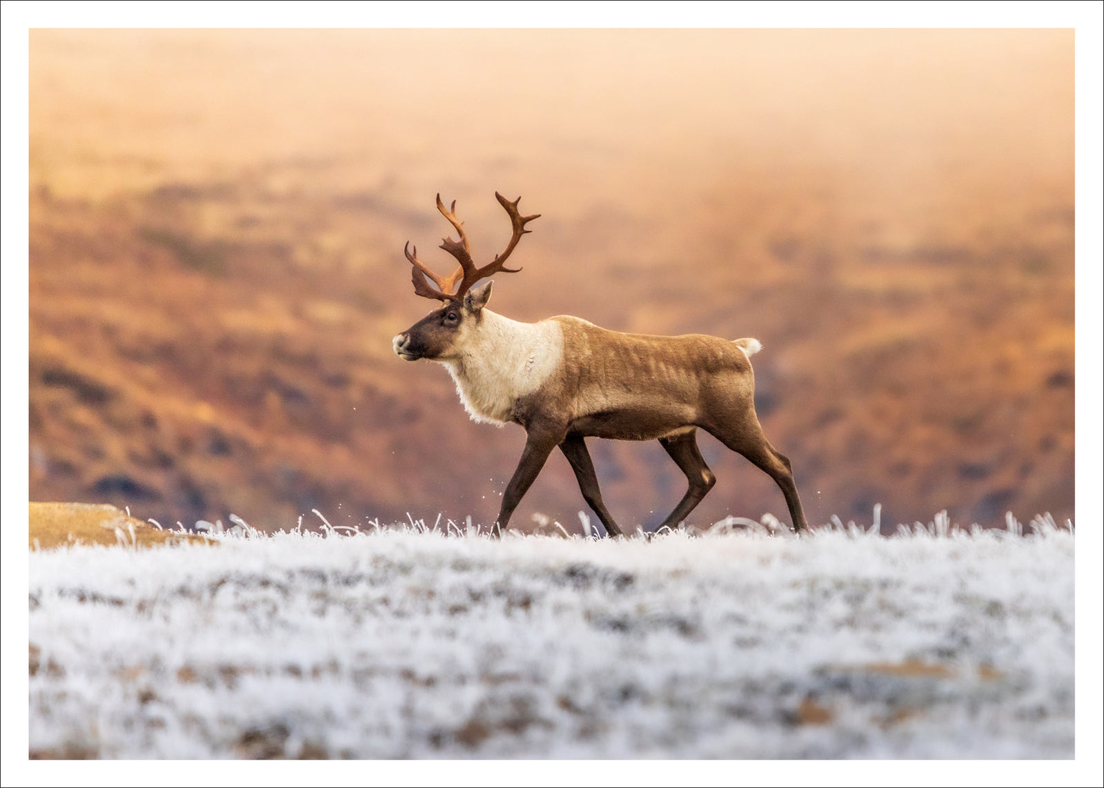 Caribou automnal - carte postale