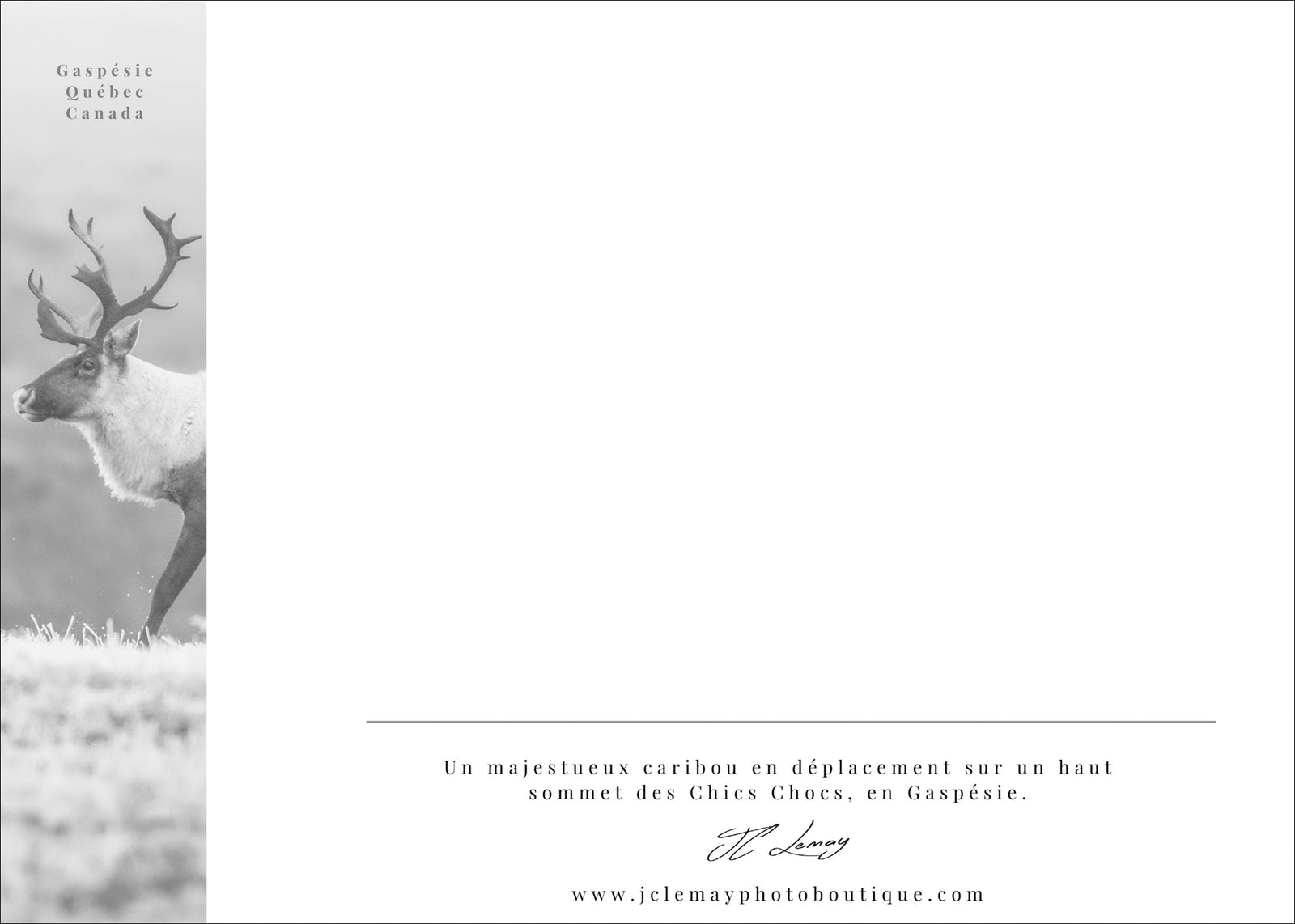 Caribou automnal - carte postale