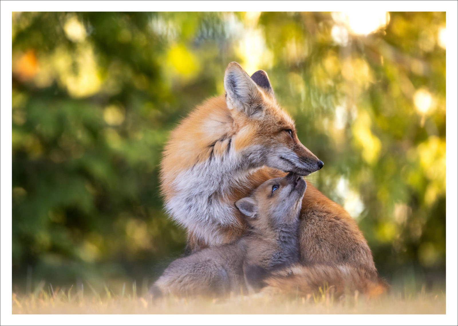 Le retour du printemps - carte postale