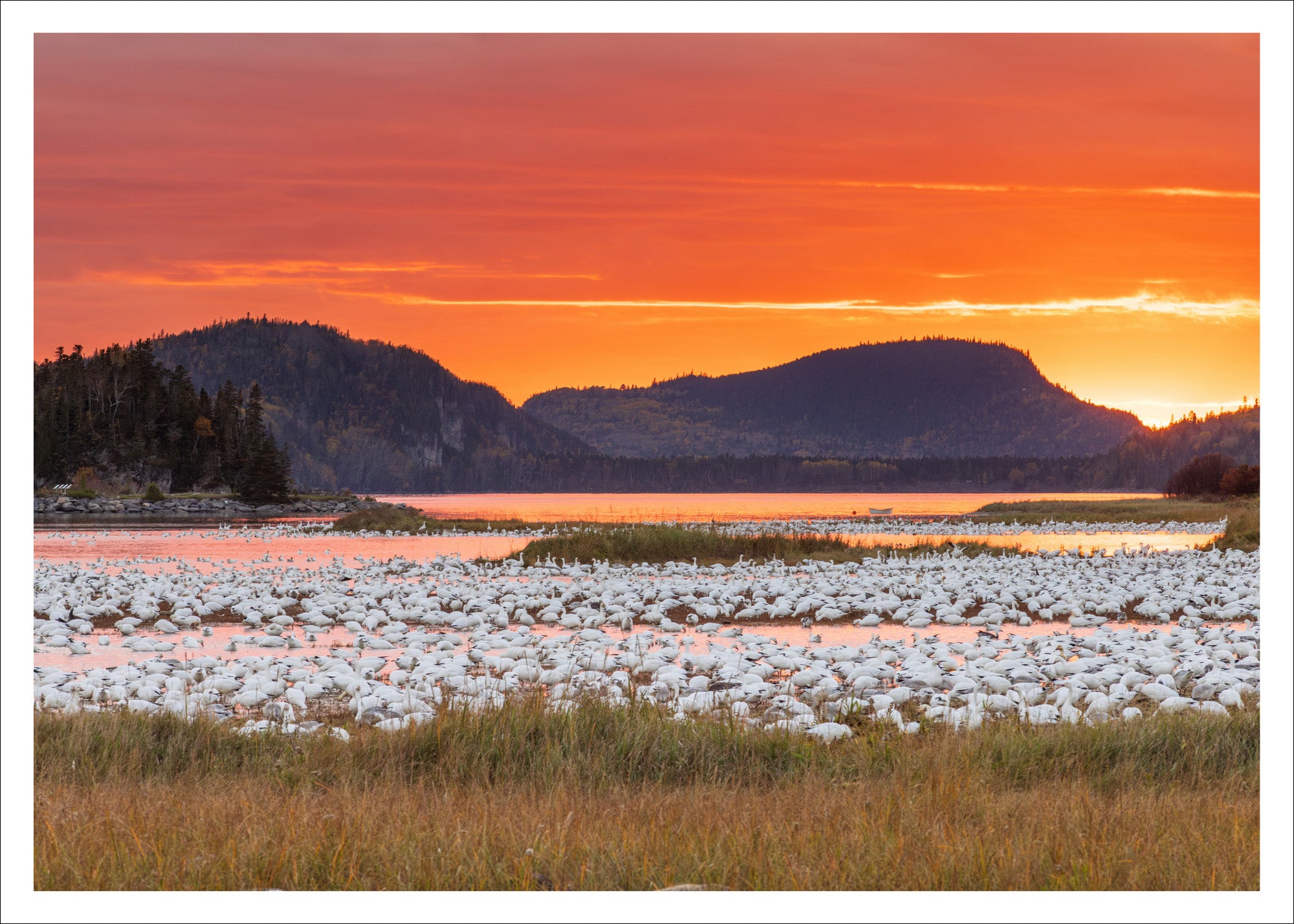 Snow geese and fire sky -  Postcard
