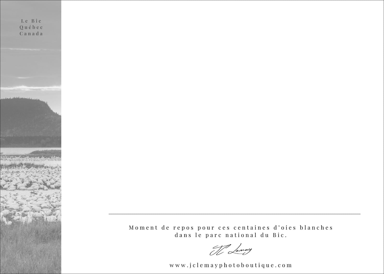 Oies des neiges et ciel de feu - carte postale