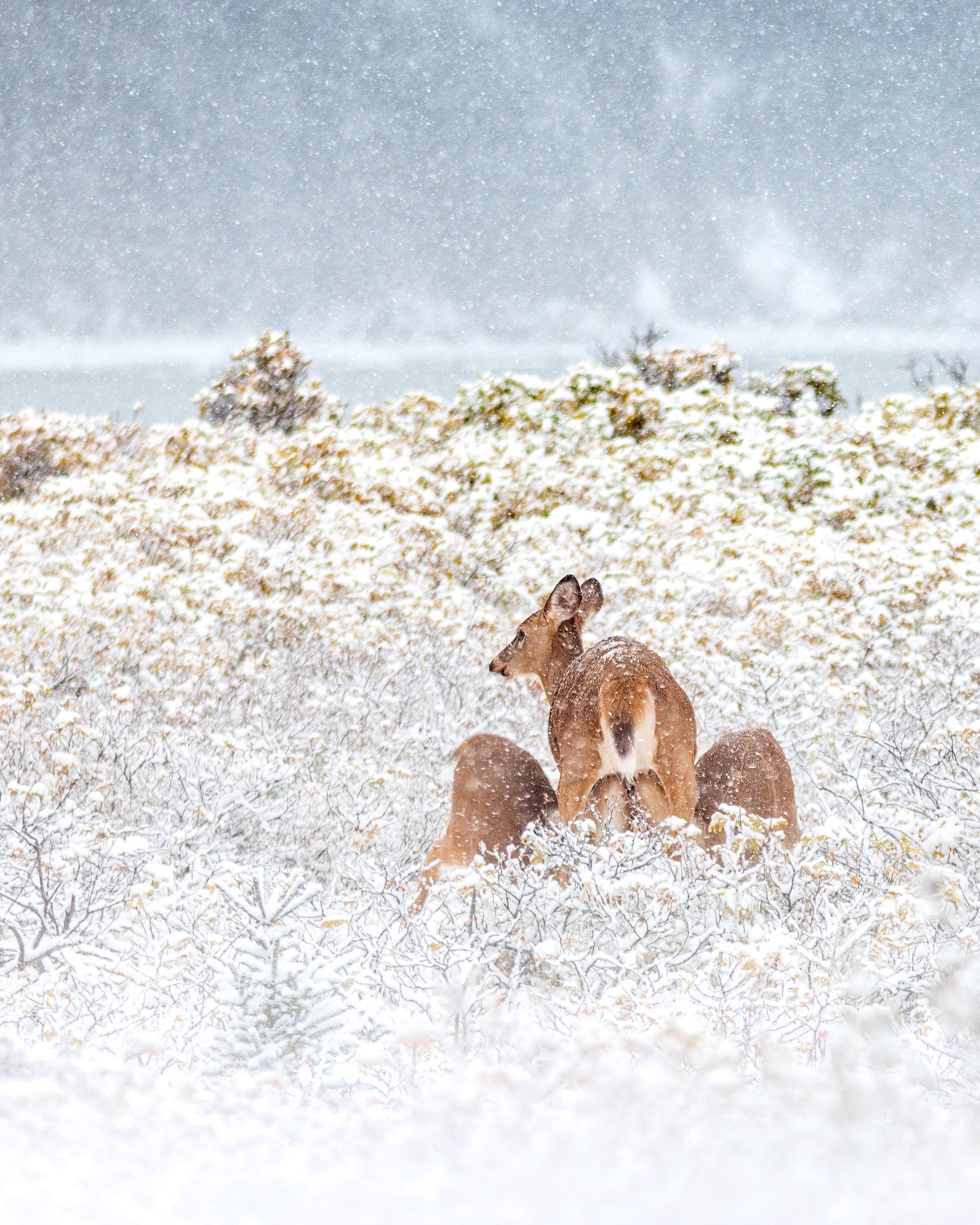 Famille de cerfs sous la neige