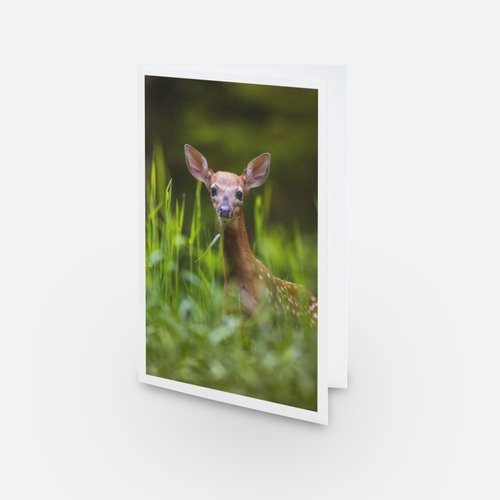 Faon - Carte de souhaits