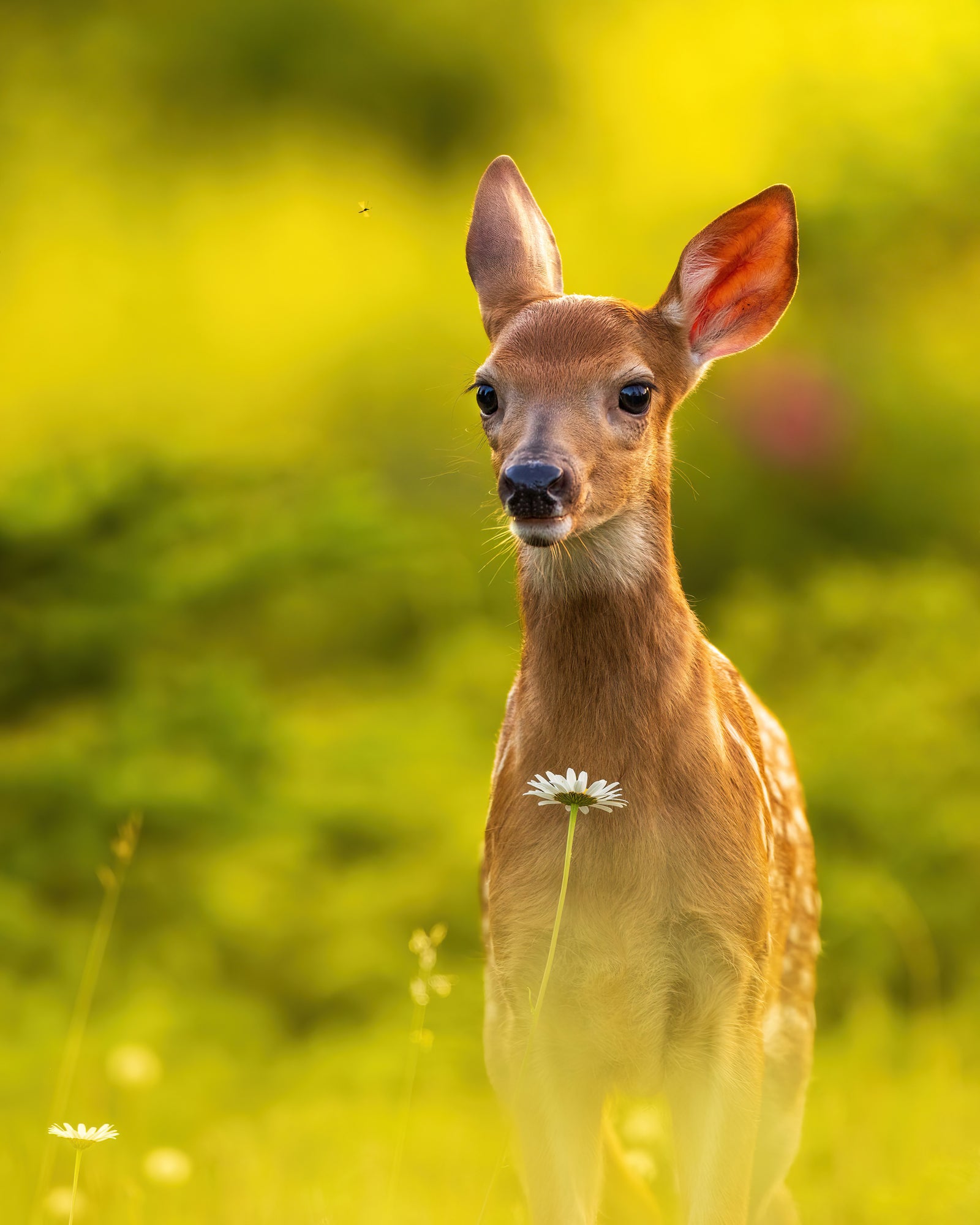 Fawn and daisy