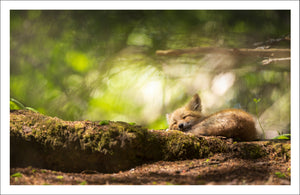 Foret magique - Carte de souhaits