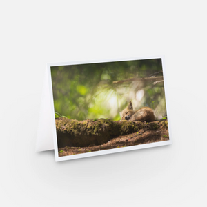 Set of greeting cards (5) - Foxes