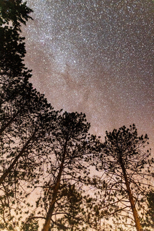 Starry forest