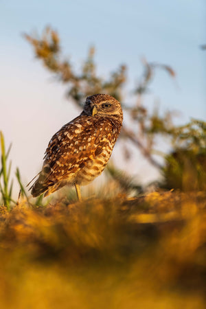 The burrowing owl in the sun