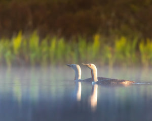 Red-throated Loon