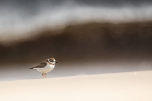 Under the rain, in front of the waves