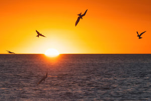 Sternes au lever du soleil