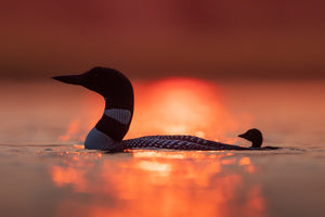 Sunset loons