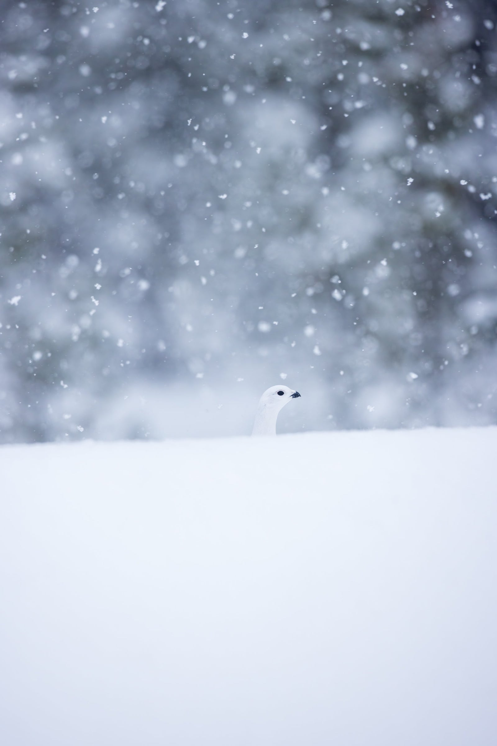 Le silence de la neige
