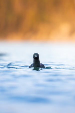 Face à face avec le guillemot à miroir