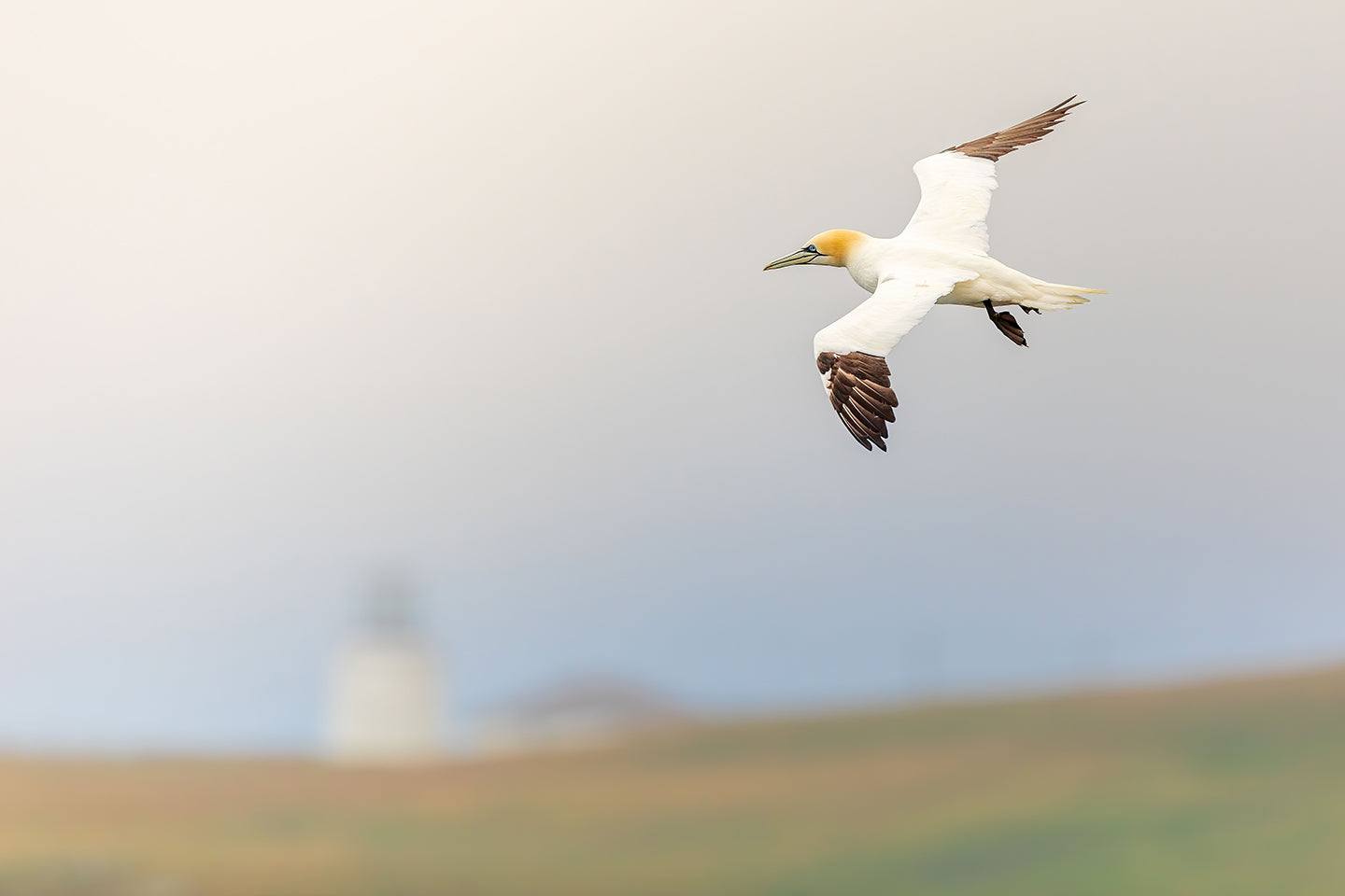 Gannet and lighthouse