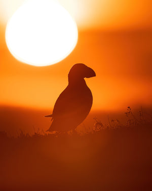 Soleil et macareux