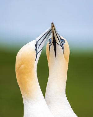 Gannets