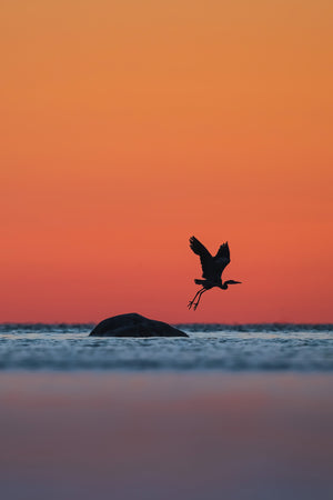 Heron taking off