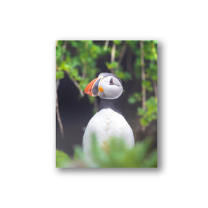 Puffin in dense vegetation