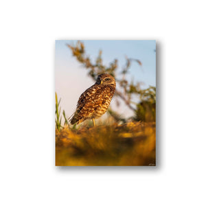 The burrowing owl in the sun