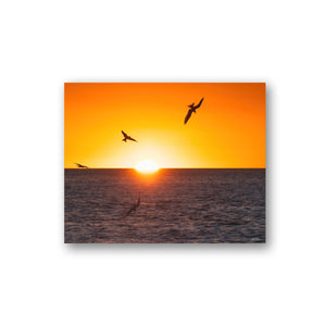 Terns at sunrise