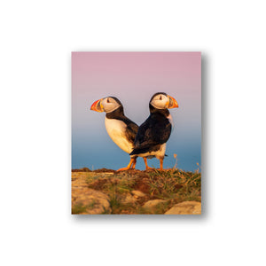 Sunrise puffins