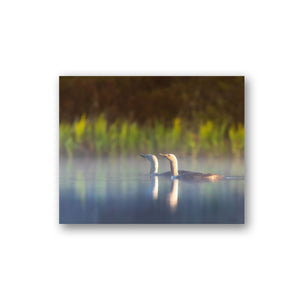 Red-throated Loon