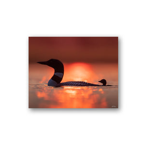 Sunset loons