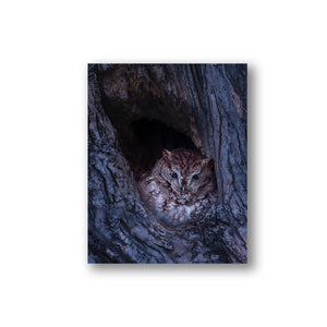 Eastern screech-owl