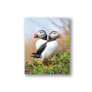 Puffins duo