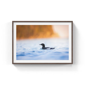 Guillemot à miroir