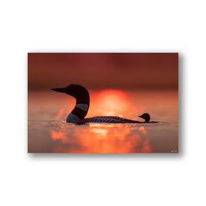 Sunset loons