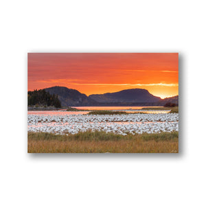 Snow geese and fire sky