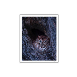 Eastern screech-owl