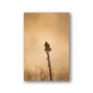 Red-Winged blackbird