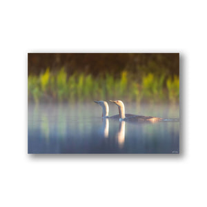 Red-throated Loon