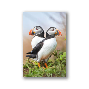 Puffins duo